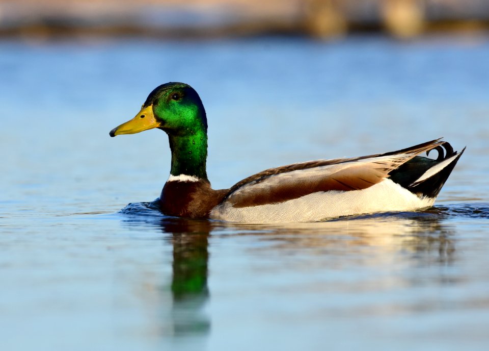Mallard at LaCreek National Wildlife Refuge