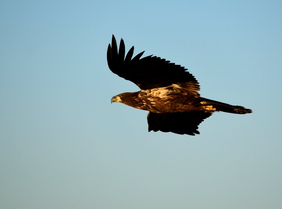 Bald eagle at Seedskadee National Wildlife Refuge