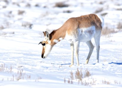 Pronghorn at Seedskadee National Wildlife Refuge