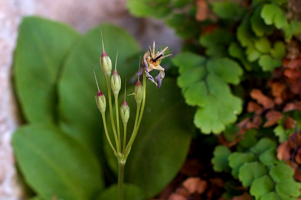 Flowering at Weeping Wall