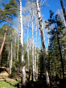 Aspen Grove photo