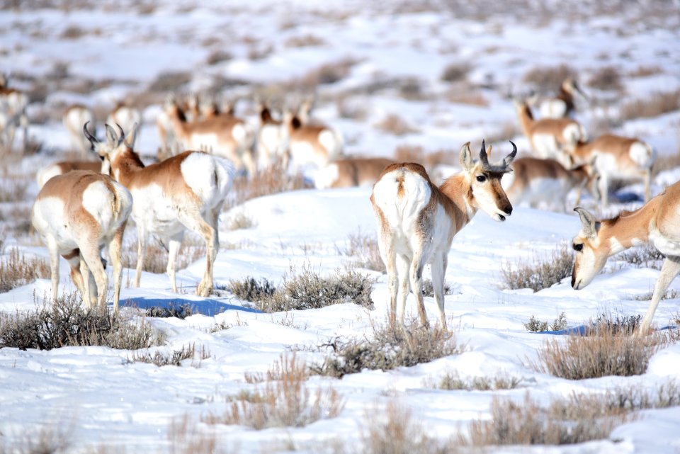 Pronghorn at Seedskadee National Wildlife Refuge