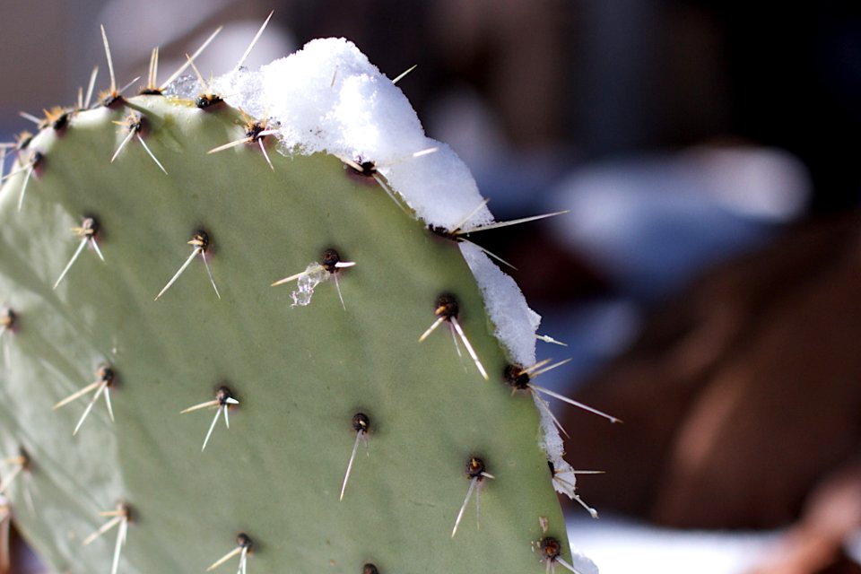 First Obligatory Snow on Cactus Photo