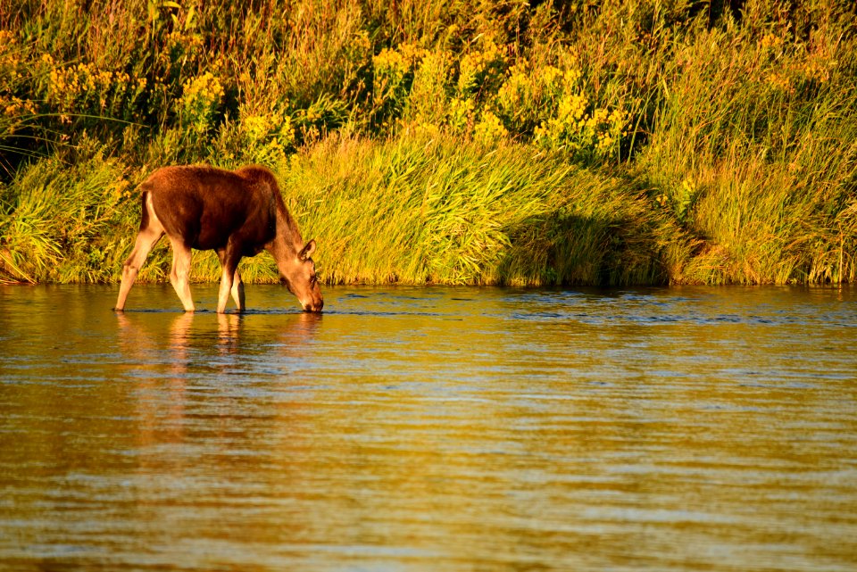 Moose on Seedskadee National Wildlife Refuge