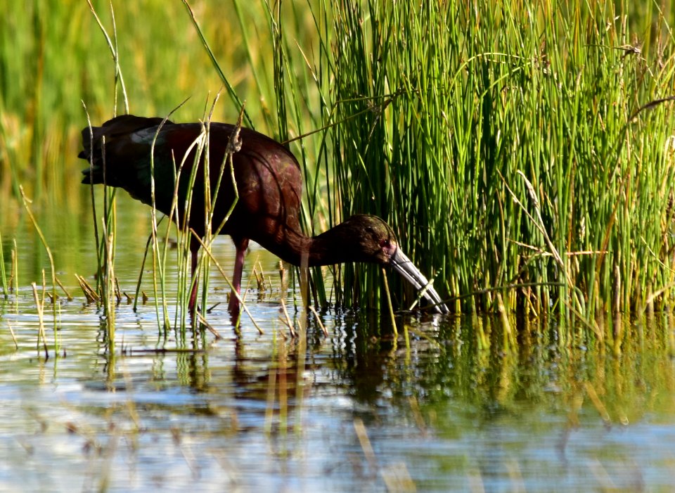 White-faced ibis at Seedskadee National Wildlife Refuge