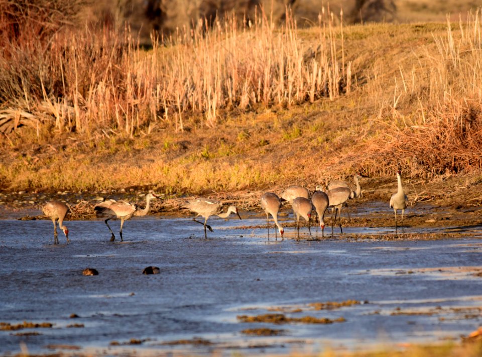 Sandhill cranes at Seedskadee National Wildlife Refuge
