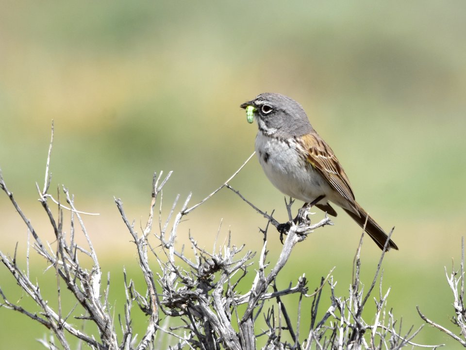 Sagebrush sparrow at Seedskadee National Wildlife Refuge