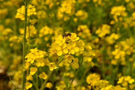 Spring in Korea photo