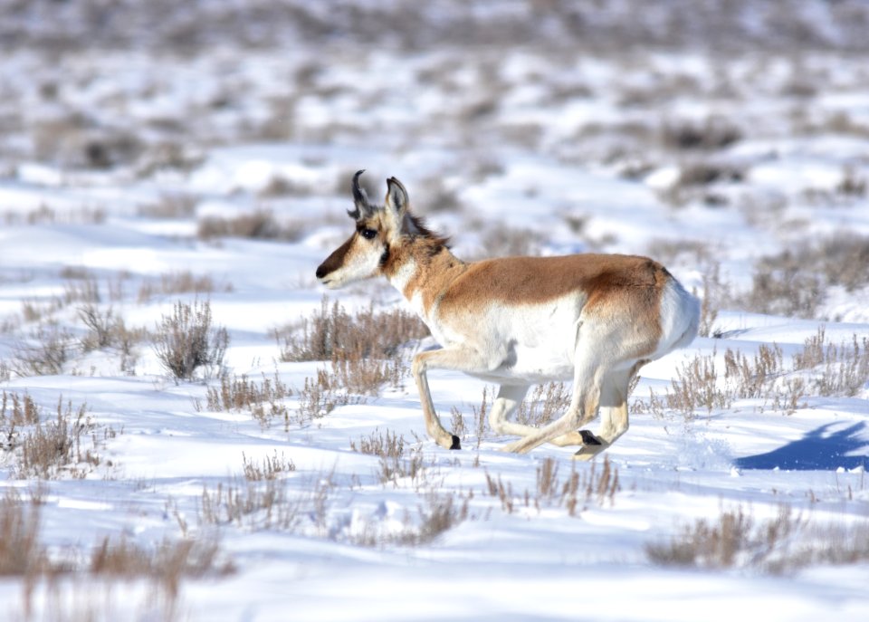 Pronghorn at Seedskadee National Wildlife Refuge