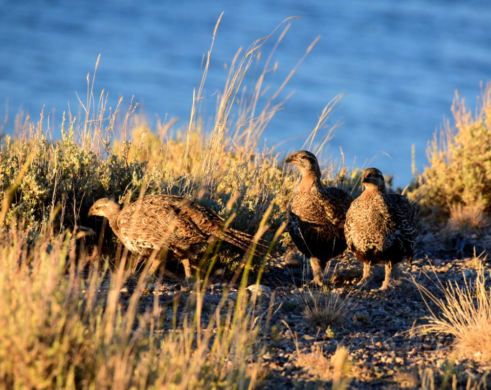 Greater sage-grouse at Seedskadee National Wildlife Refge