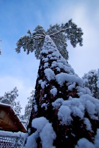 Snow Splattered Pine
