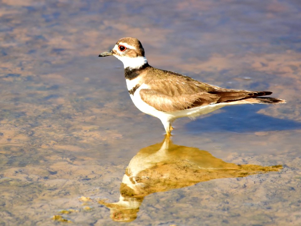 Killdeer at Seedskadee National Wildlife Refuge