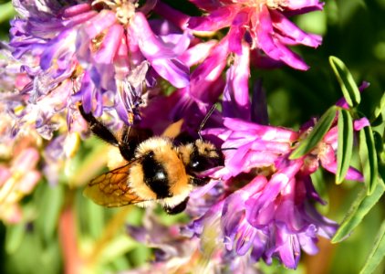 Golden northern bumble bee nectaring on two grooved milkvetch at Arapaho NWR