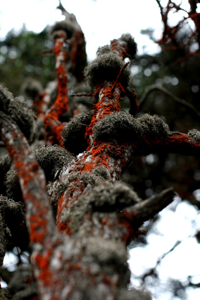 Red Stuff on Bark