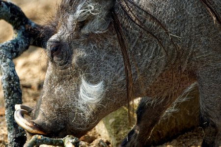 Warthog, Marwell Zoo photo