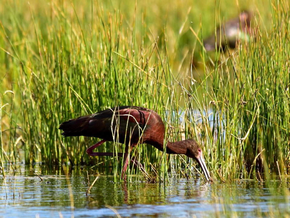 White-faced ibis at Seedskadee National Wildlife Refuge