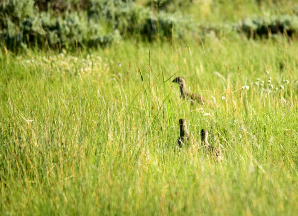 Greater sage-grouse at Arapaho National Wildlife Refuge