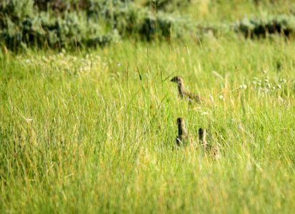 Greater sage-grouse at Arapaho National Wildlife Refuge photo