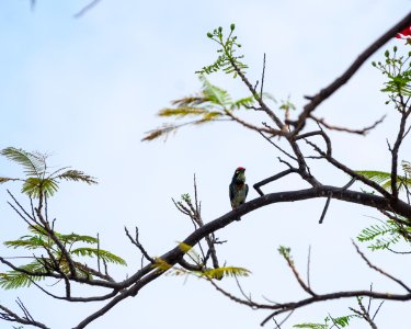 Barbet photo