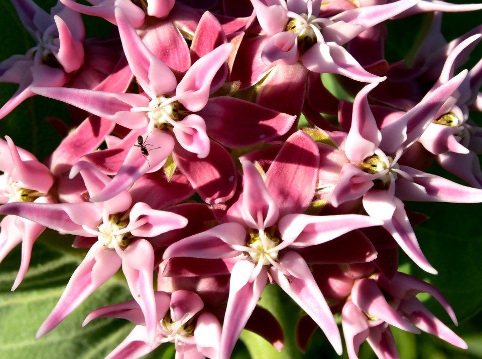 Showy milkweed (Aesclepias speciosa) at Seedskadee National Wildlife Refuge