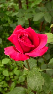 Rose flower pink nature