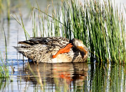 Northern shoveler at Seedskadee National Wildlife Refuge