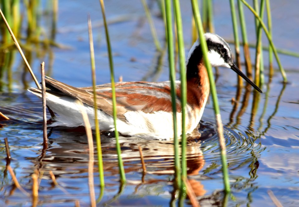 Wilson's phalarope at Seedskadee National Wildlife Refuge