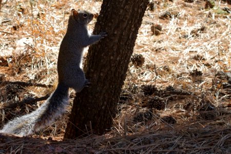 The Local Bird Seed Thief