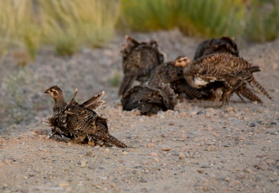 Greater sage-grouse at Seedskadee National Wildlife Refuge