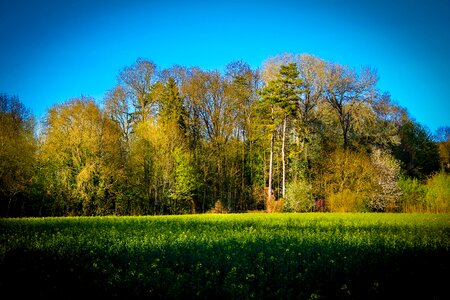 Field fields fleurs des champs