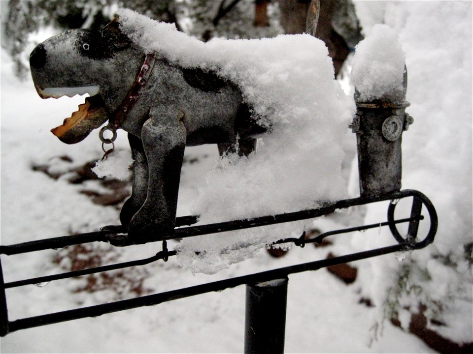 Spike Likes the Snow!