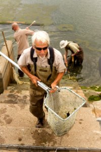 Harvesting a fish rearing pond