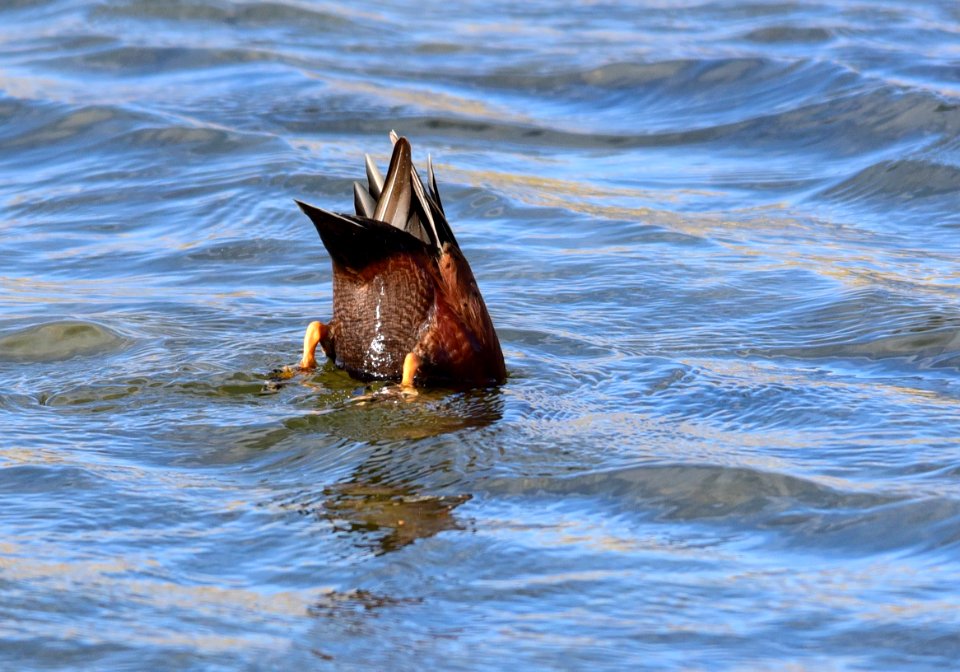 Cinnamon teal at Seedskadee National Wildlife Refuge