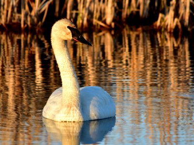 bird trumpeter swan on Seedskadee NWR 1035