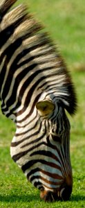 Grevy's Zebra, Marwell Zoo