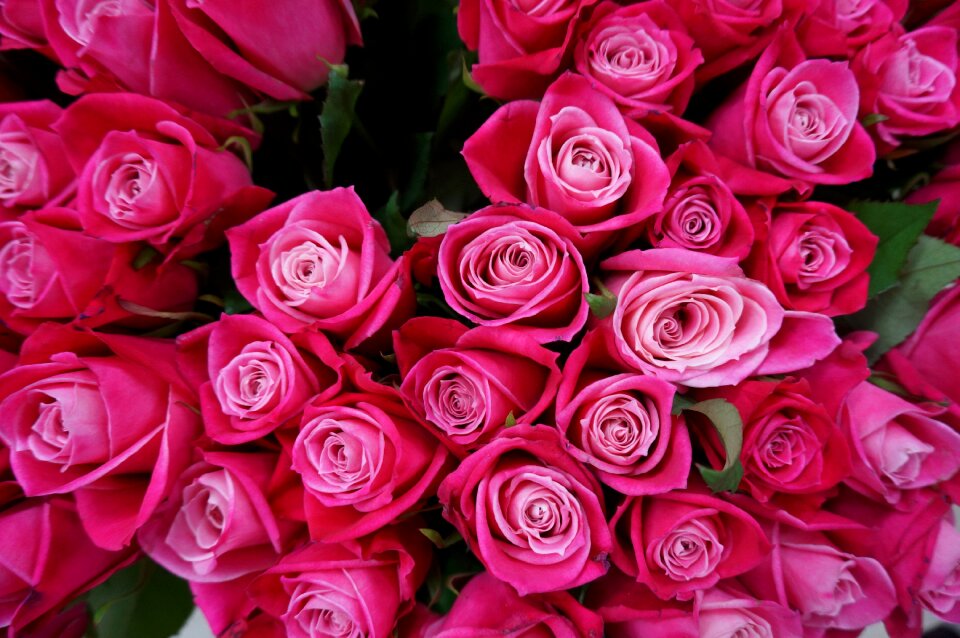 Rose pink bouquet