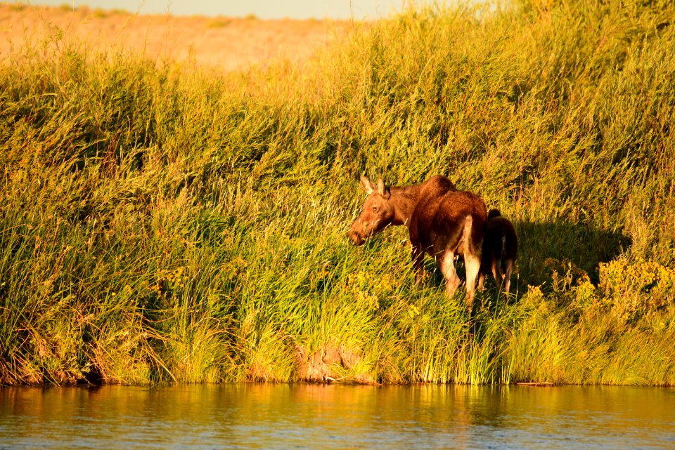 Moose on Seedskadee National Wildlife Refuge