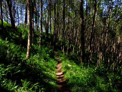 Coldwater Lake Trail at Mt. St. Helens NM in Washington photo