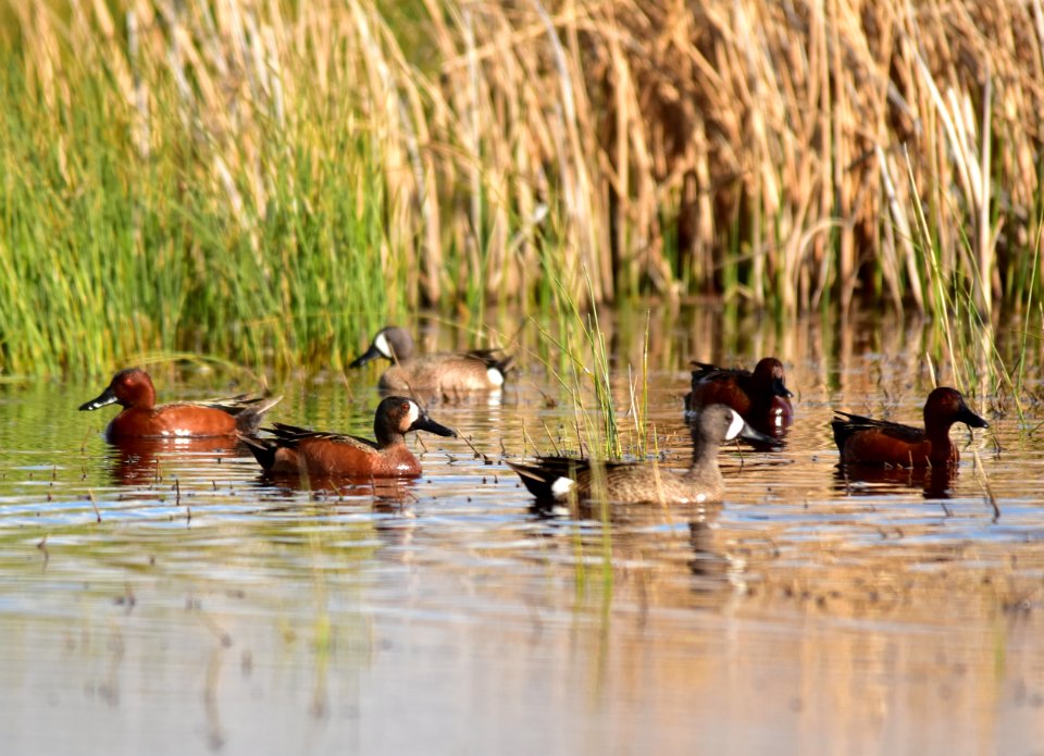 Cinnamon X blue-winged teal cross at Seedskadee National Wildlife Refuge