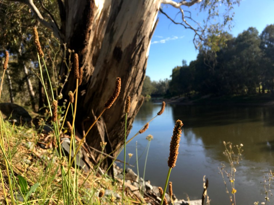 On the Murrumbidgee River