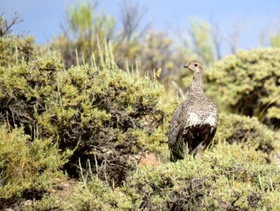Greater sage-grouse at Seedskadee National Wildlife Refuge