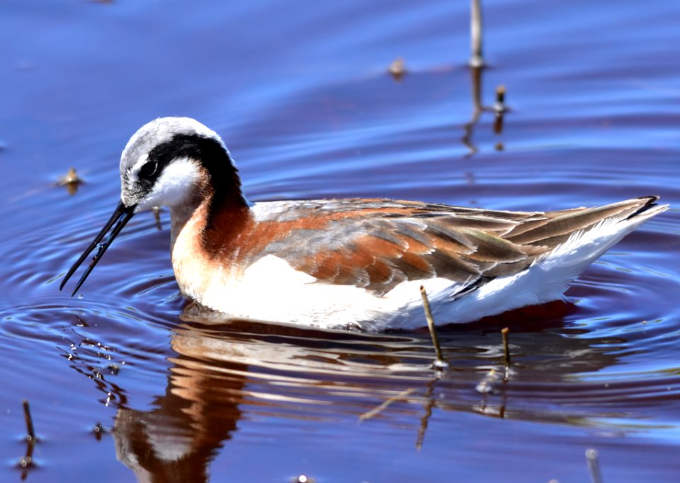 Wilson's phalarope at Seedskadee National Wildlife Refuge