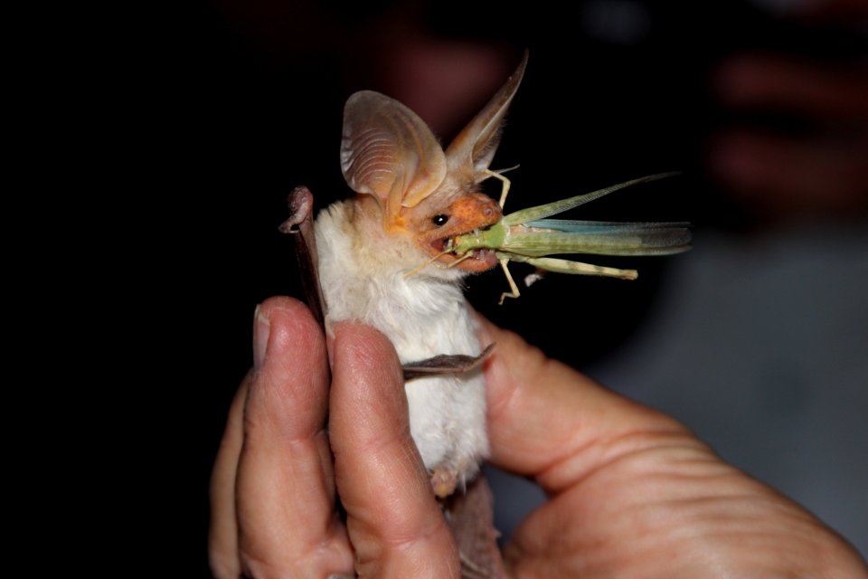 Pallid bat eating a grasshopper