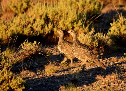 Greater sage-grouse at Seedskadee National Wildlife Refuge