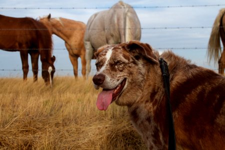 "I Smell Horses" photo