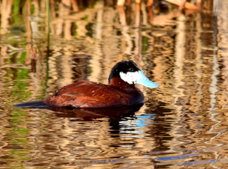 Ruddy duck at Seedskadee National Wildlife Refuge