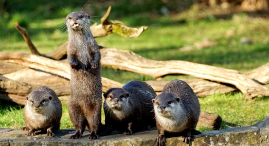 Oriental Small-clawed Otter, Marwell Zoo