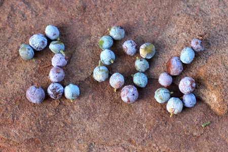 106 Juniper Berries photo