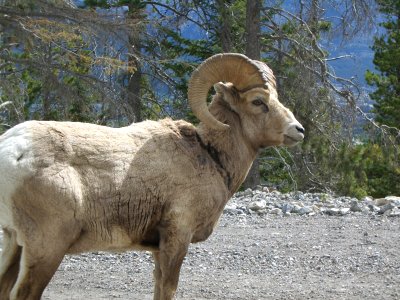 Bighorn Sheep