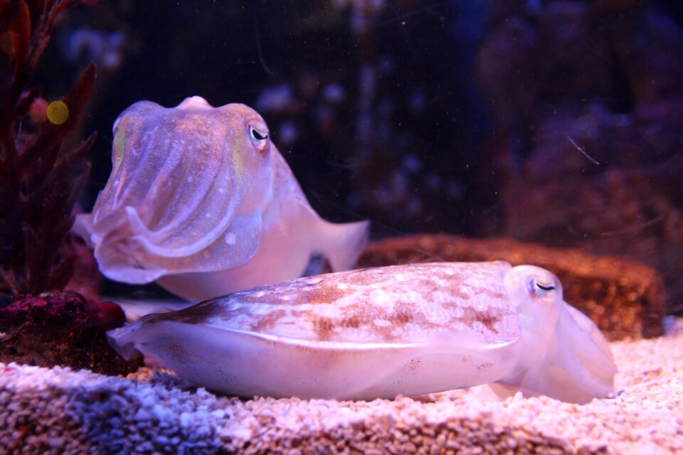 Marine life sea fishes